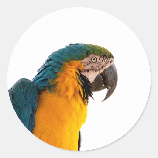 Papegaai  ronde sticker (Voorkant)