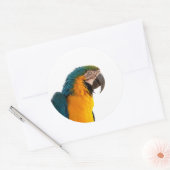 Papegaai  ronde sticker (Envelop)