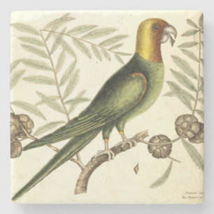  papegaai van Carolina Naturalist Illustratie Stenen Onderzetter