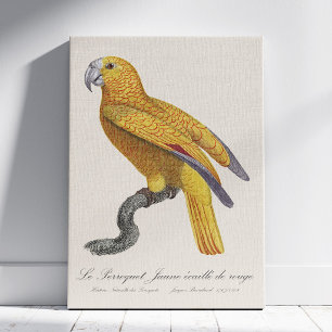 Papegaai van het Paradijs van Cuba, Psittacus Para Canvas Afdruk