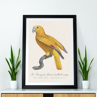 Papegaai van het Paradijs van Cuba, Psittacus Para Foto Afdruk