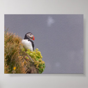 Papegaaiduiker in IJsland Poster