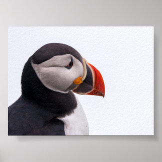 Papegaaiduiker in IJsland Poster