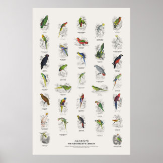 Papegaaien - Naturalist's Library Poster