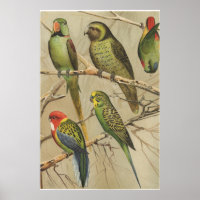 Papegaaien Tropische Vogels Kleurrijk