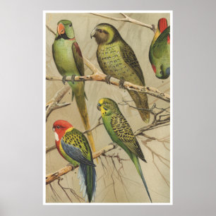 Papegaaien  Tropische Vogels Kleurrijk Poster
