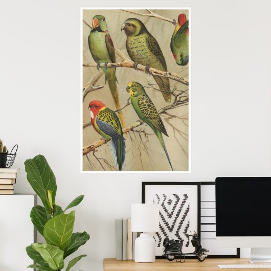Papegaaien Tropische Vogels Kleurrijk Poster (Thuiskantoor)