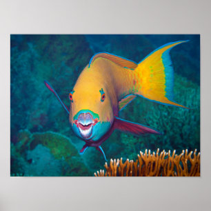 Papegaaivis - Strakke Make-Up! Kleurrijke foto    Poster