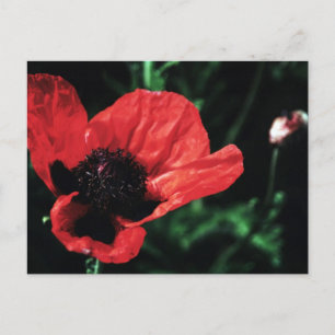 Paperachtige rode papaver briefkaart