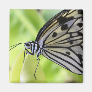 Paperkite Butterfly Magneet