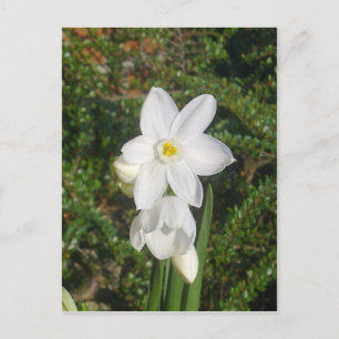 Paperwhite Briefkaart