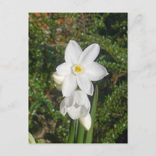 Paperwhite Briefkaart (Voorkant)