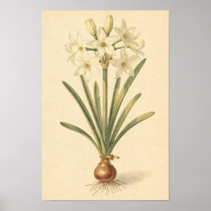 Paperwhite Narcissus Botanische Studie 12 × 18 P Poster