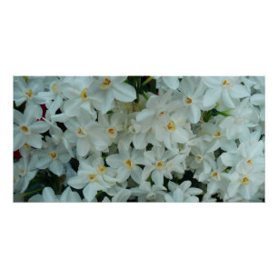 Paperwhite Narcissus Delicate White Flowers Perfect Poster