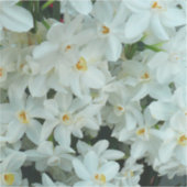 Paperwhite Narcissus Delicate White Flowers Sticker (Voorkant)