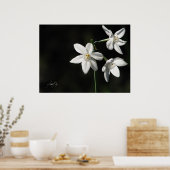 Paperwhites in het zwart poster (Keuken)