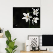 Paperwhites in het zwart poster (Thuiskantoor)