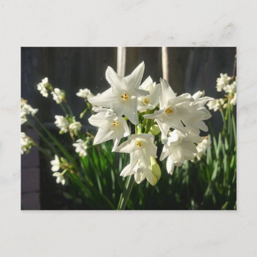 Paperwhites Narcissus Briefkaart (Voorkant)
