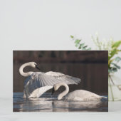 Papeterie Aimer les cygnes (Debout devant)