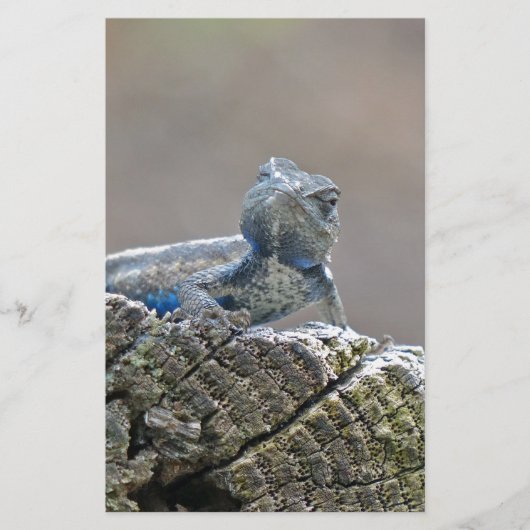 Papeterie Alligator du ventre bleu Lizard (Devant)