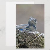 Papeterie Alligator du ventre bleu Lizard (Devant / Derrière)