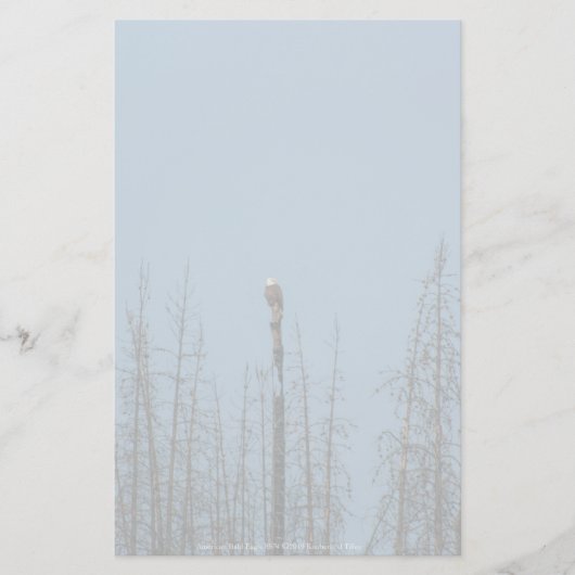 Papeterie American Bald Eagle 8974 (Devant)