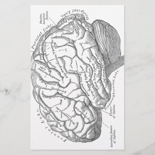 Papeterie Anatomie vintage de cerveau (Devant)