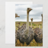 Papeterie autruche (Devant / Derrière)