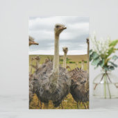 Papeterie autruche (Debout devant)