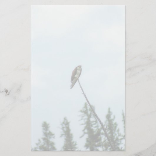 Papeterie Balbuzard pêcheur 9028 (Devant)