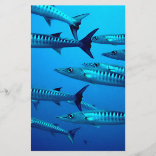 Papeterie barracuda plongée mer profonde océan eau tropicale