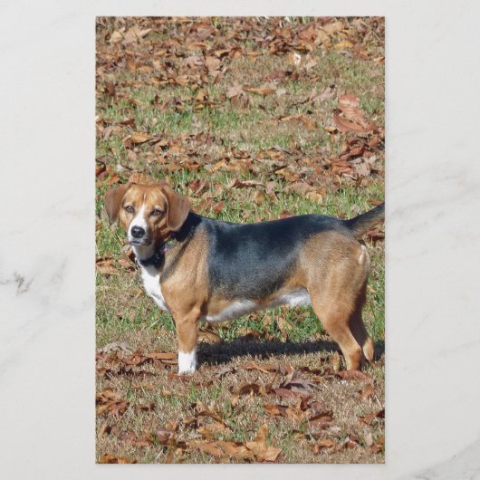 Papeterie Beagle (Devant)