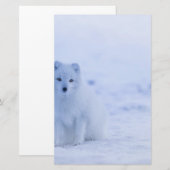 Papeterie Beau renard arctique (Devant / Derrière)