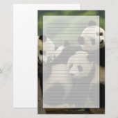 Papeterie Bébés panda géant (Ailuropoda melanoleuca) (Devant / Derrière)