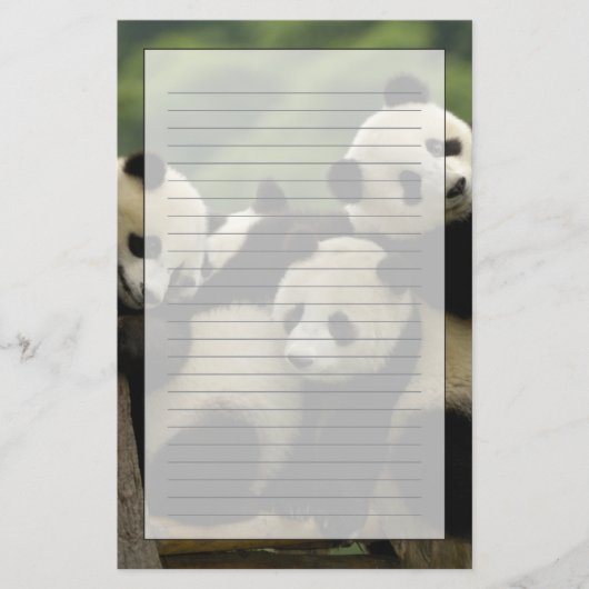 Papeterie Bébés panda géant (Ailuropoda melanoleuca) (Devant)