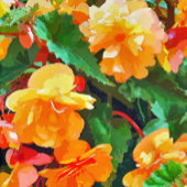 PAPETERIE BEGONIAS