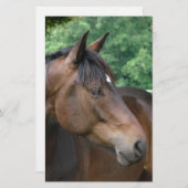 Papeterie Belle Baie Horse (Devant / Derrière)