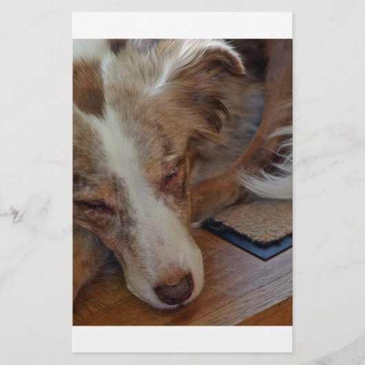 Papeterie berger australien rouge merle dormir (Devant)