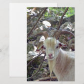 Papeterie Billy Goat (Devant / Derrière)