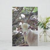 Papeterie Billy Goat (Debout devant)