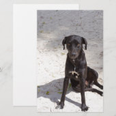 Papeterie Black dog avec evil eye (Devant / Derrière)