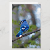 Papeterie Blue Jay (Devant / Derrière)