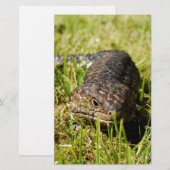 Papeterie Blue Tongue Lizard Creeping (Devant / Derrière)