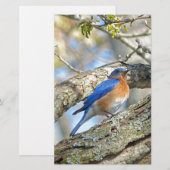 Papeterie Bluebird (Devant / Derrière)
