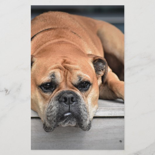 Papeterie Bull Dog (Devant)