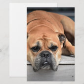 Papeterie Bull Dog (Devant / Derrière)