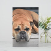 Papeterie Bull Dog (Debout devant)