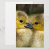 Papeterie Canetons pelucheux jaunes mignons, canards de bébé (Devant / Derrière)