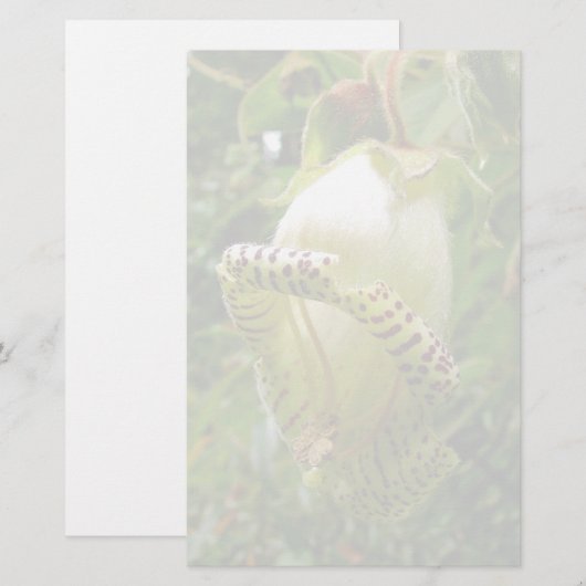 Papeterie Capanea Grandiflora (Devant / Derrière)