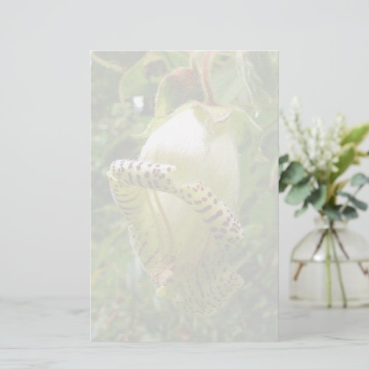 Papeterie Capanea Grandiflora (Debout devant)